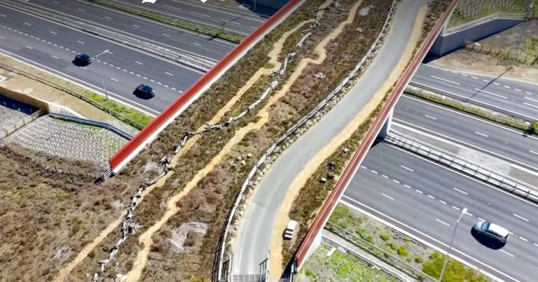 Wildlife crossing in Surrey will connect two parcels of heathland divided since road was built in 1970s