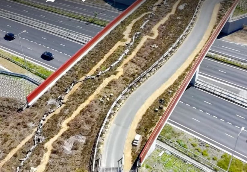 Wildlife crossing in Surrey will connect two parcels of heathland divided since road was built in 1970s