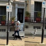 When a real dog meets an AI robot dog in London