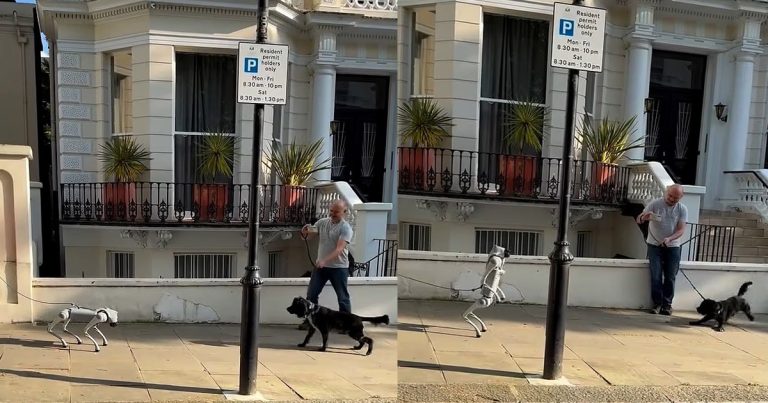 When a real dog meets an AI robot dog in London