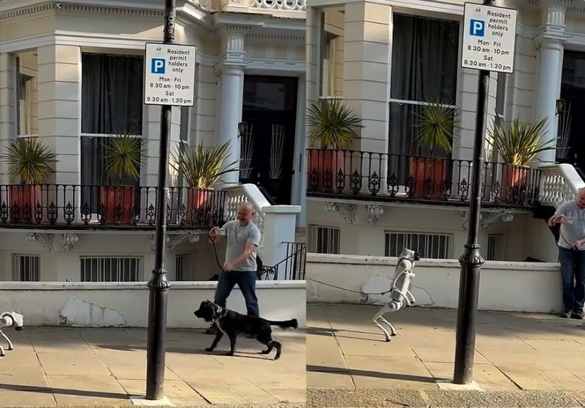When a real dog meets an AI robot dog in London