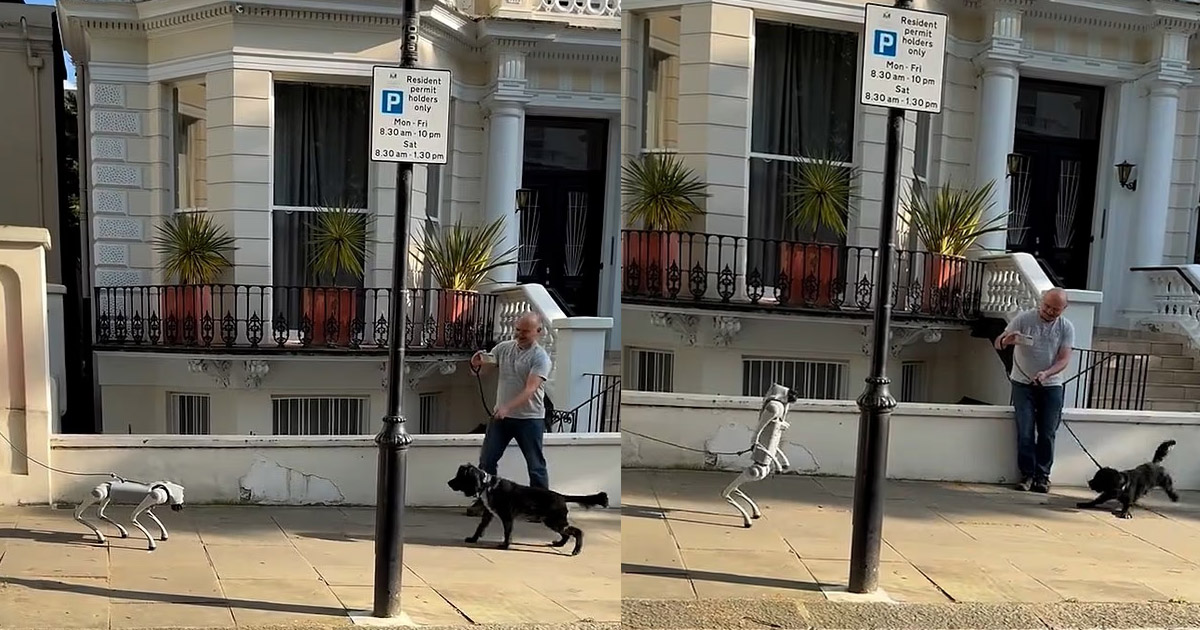 When a real dog meets an AI robot dog in London